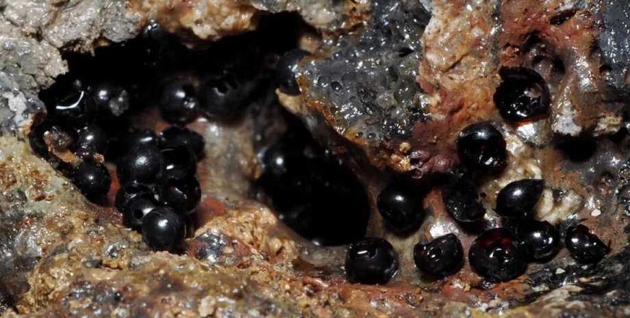 плоские черви, плоские кольчатые черви