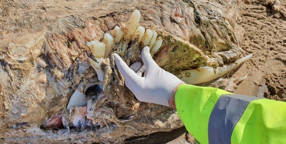 скелет, знахідка на березі