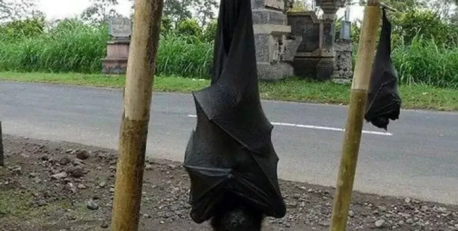 Гигантская золотистая летучая мышь, летучая лиса, птица, странные звери, аномалии, Филиппины, фото, курьезы