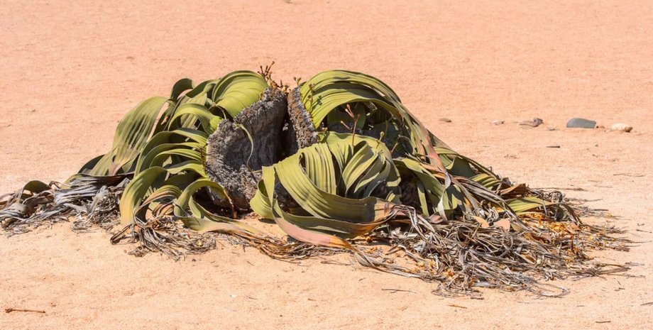 вельвичия, растение вельвичия, вельвичия растение