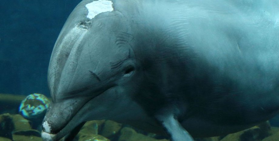 Фото: Susanne Gugeler / Tiergarten Nuernberg