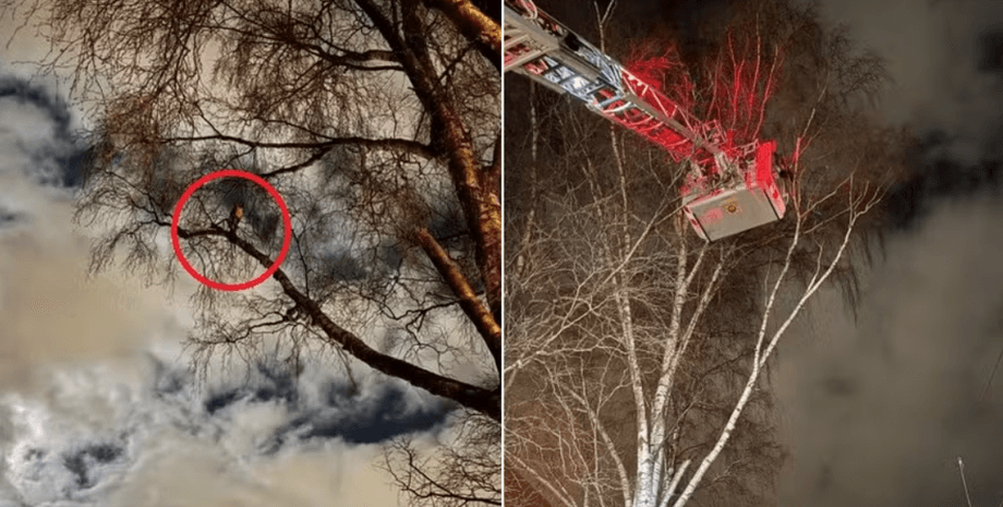 Ругательного попугая спасли в Швеции, он застрял на дереве и оскорблял спасателей, которые хотели ему помочь