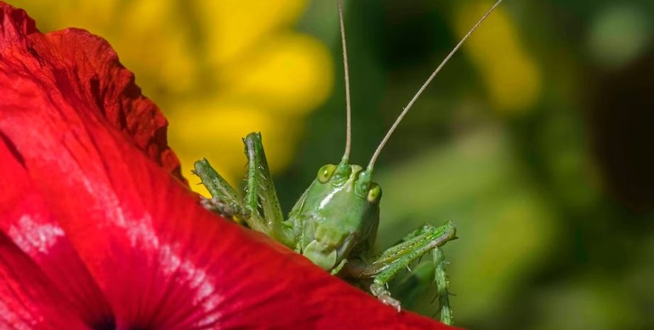 сверчки, песни сверчков, сверчки песни