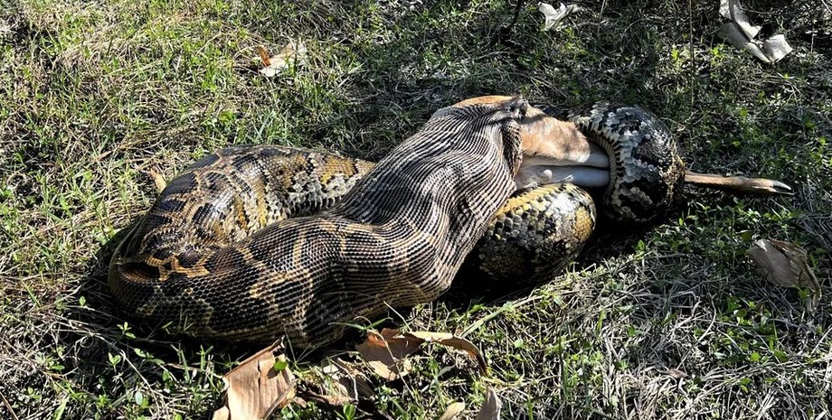 канібалізм змій