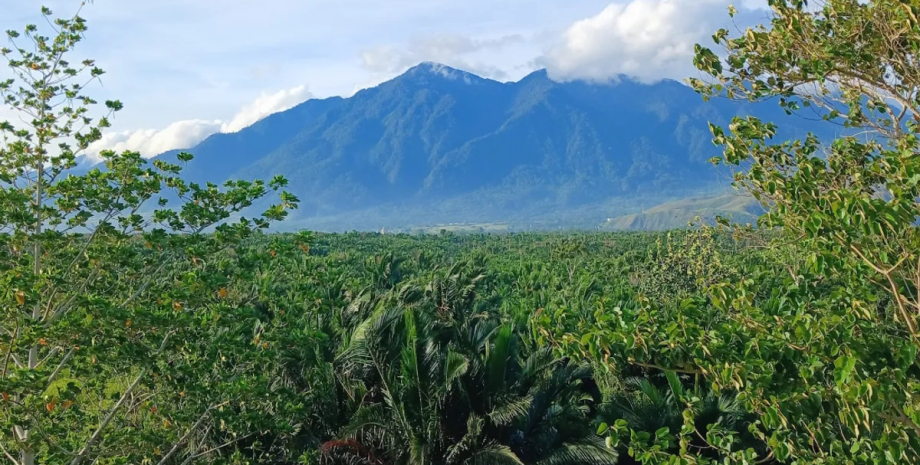 ліс у горах циклопа Дуже дивна креветка: під час еволюції видерлася на дерево і залишилася там жити назавжди0