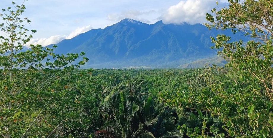 горы циклопа лес