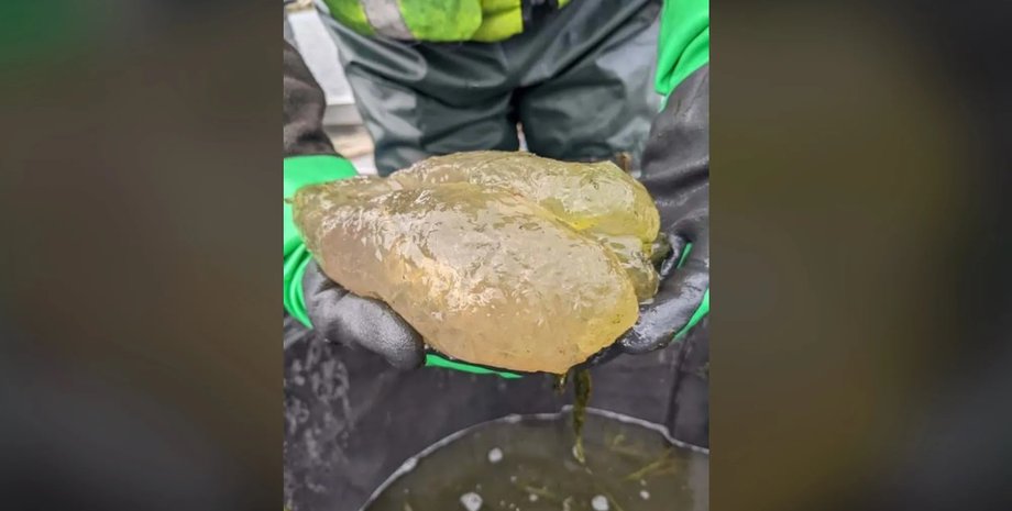 озеро колония мшанок