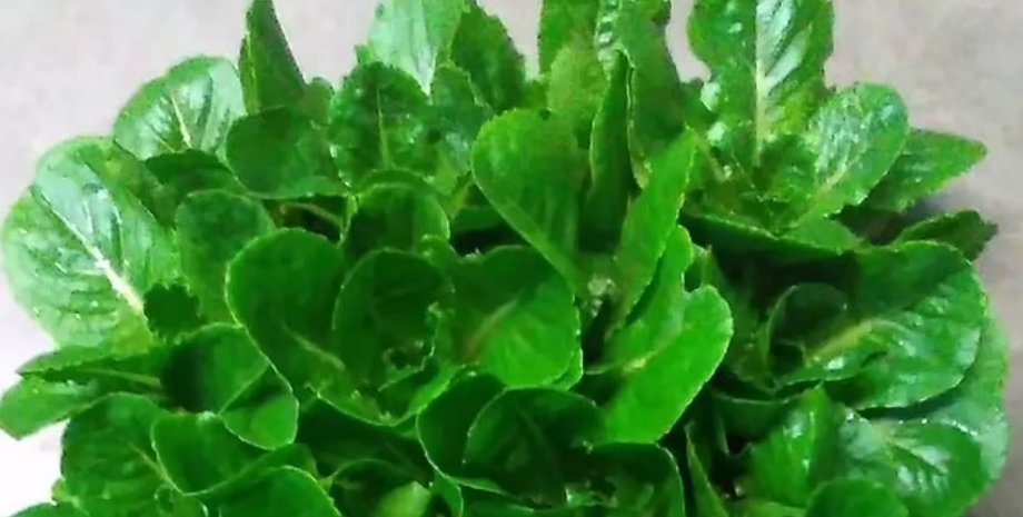 Салат, салат латук