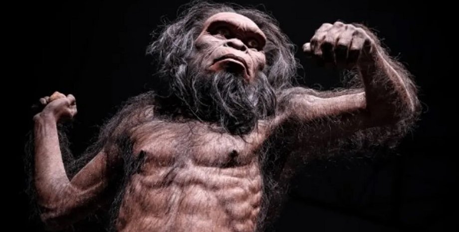 Homo habilis