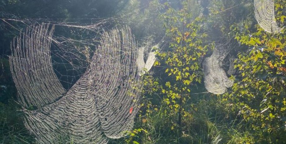 Класичне бабине літо з нюансом: яка погода буде в Україні на вихідних