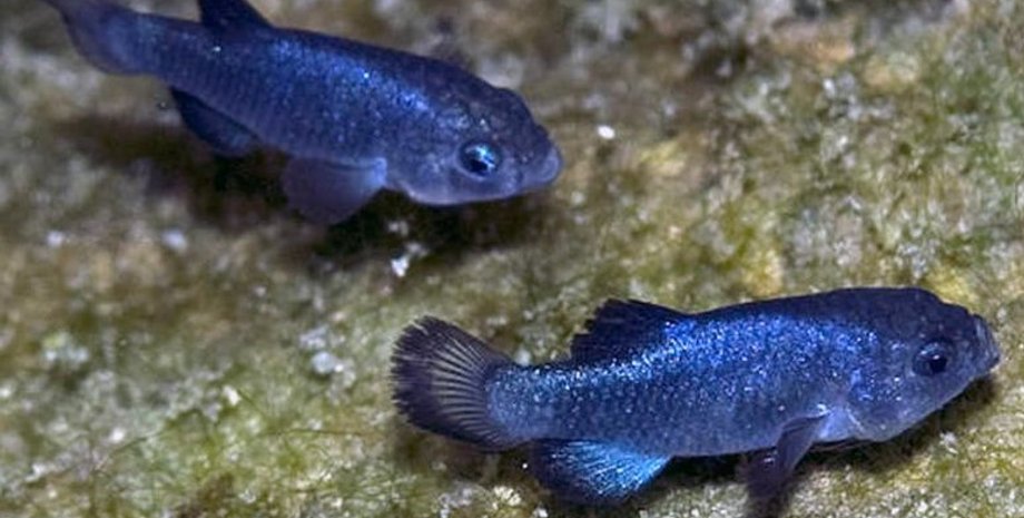 куколки Дьявольской дыры, карпозубики