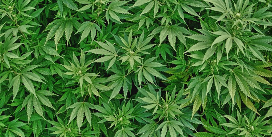 Фото: psychotropicon.info