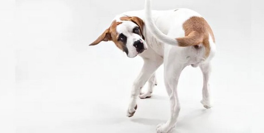 собака, хвост