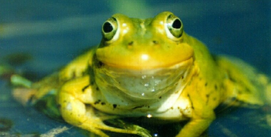 Фото с сайта rocka.ru