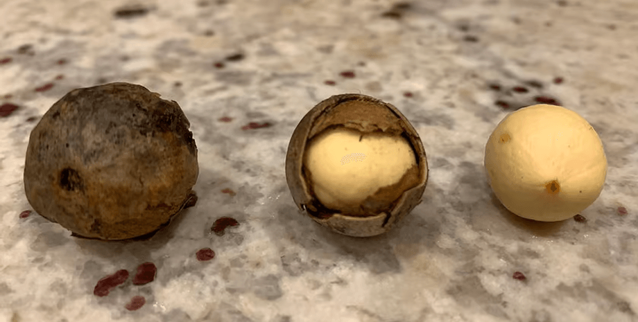 лікувальний горіх, C. inophyllum