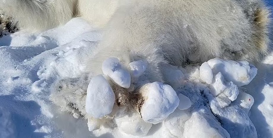 белые медведи, белые медведи травмы, белые медведи язвы