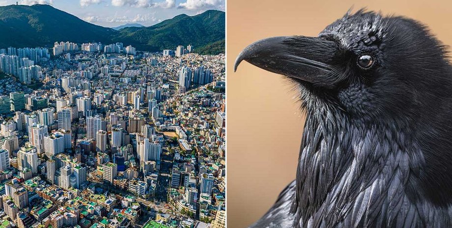 Умные вороны, ворона, птицы нападают на людей, птицы терроризируют города, отключение электричества, пернатые вредители