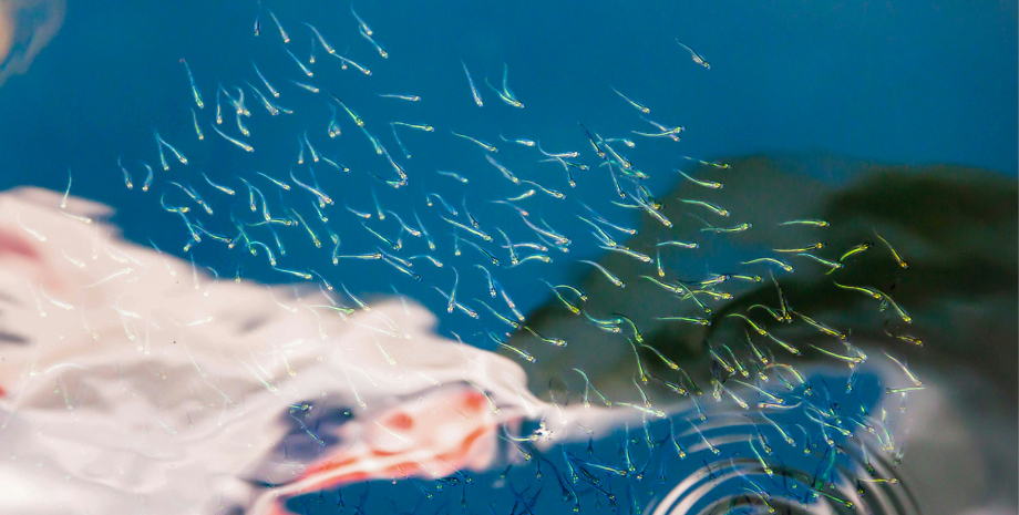 Учені дізналися причину глобального безпліддя серед чоловіків: що стояло за ним увесь цей час0