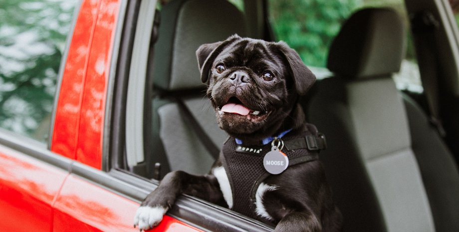 Собака, Собаки, Кішки, Тварини, Авто, Автомобілі, Тварини в авто, Поради, Корисні поради, Ветеринари