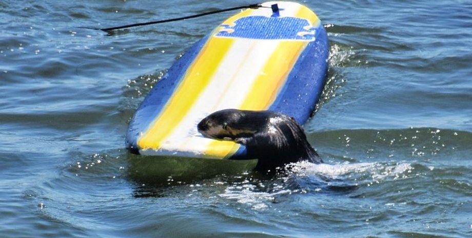 видра, видра серфінг, видра дошка для серфінгу