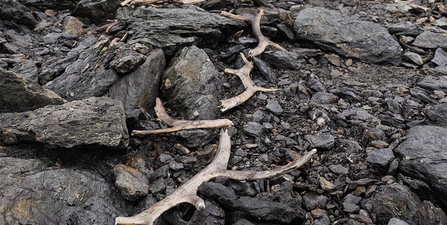 мисливська пастка норвегія