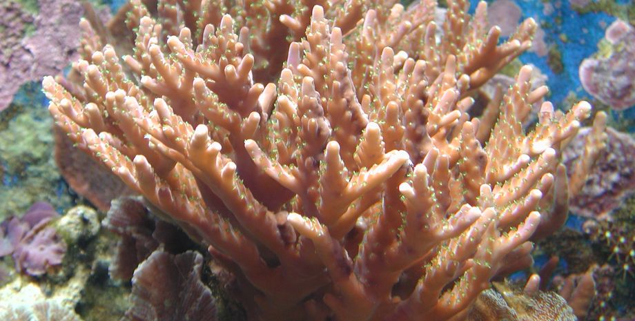 коралловый риф