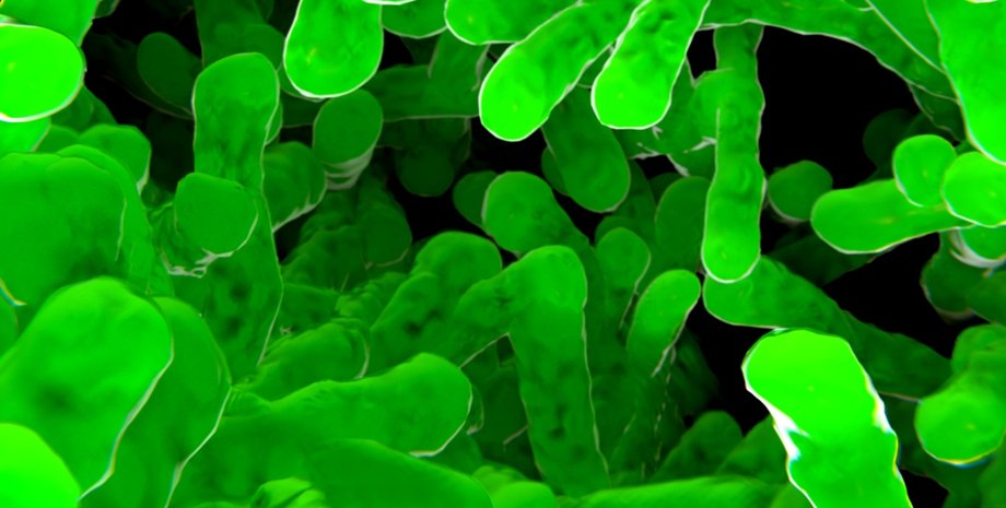 Супербактерии / Фото из открытых источников