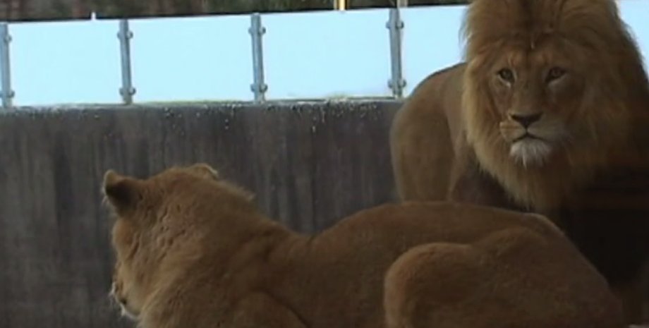 Швеция, зоопарк, тигрица, животные, львы, тигры, пандемия коронавируса