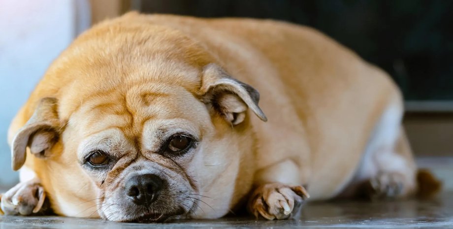 собака з ожирінням, домашні тварини, хвороби