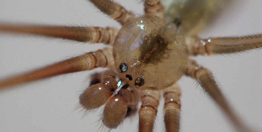 пауки-сенокосцы, животные, яд, ядовитый паук, членистоногие, Городская легенда, Мифы о пауках, Ядовитые пауки, Ядовитые существа