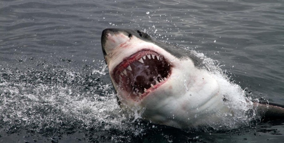 Нападение акулы, акула, серфингист, проплыл 600 метров, глубокая рада, пережил нападение акулы, белая акула, укус акулы