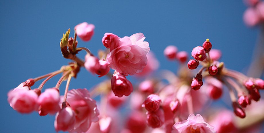 flickr/parmanandsharma