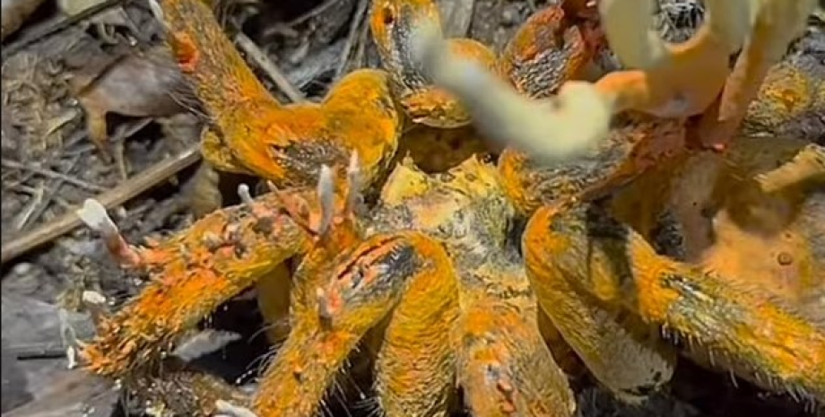 Полевой исследователь, работающий в перуанской Амазонии, наткнулся на мертвого тарантула тарантул, тарантул грибок, тарантул зомби грибок