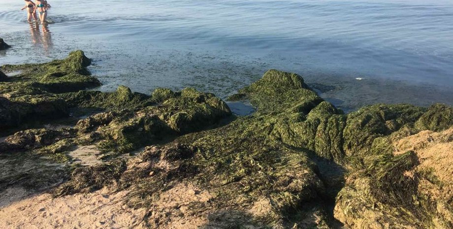 Водоросли на пляже