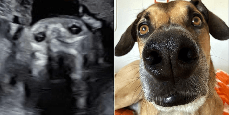 Колаж із зображенням УЗД дитини та фото пса крупним планом