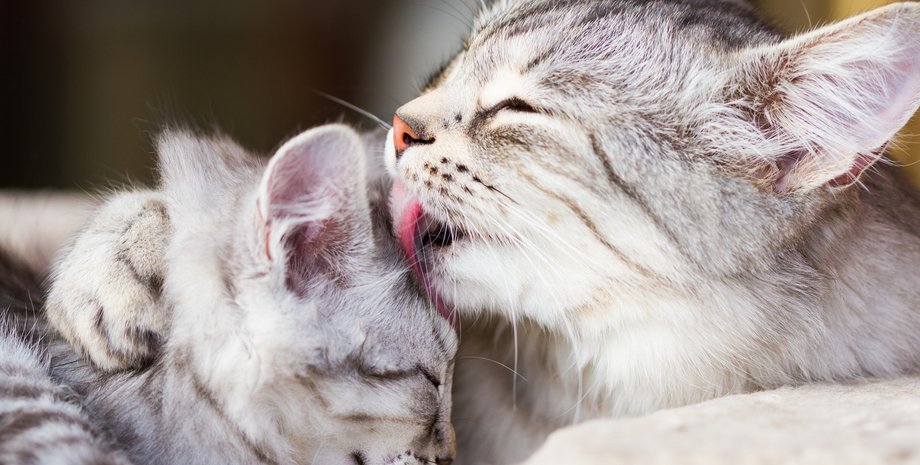 кот, котик, лизание, фото