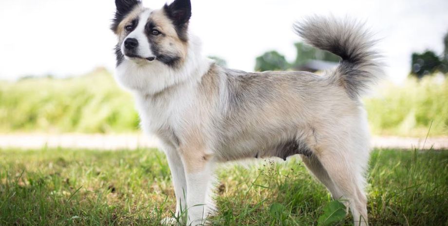 Исландскую овчарку признали породистой, что это за разновидность, характеристики, особенности этой породы собак