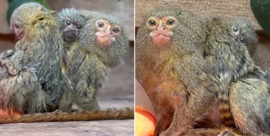 Карликові мармозети, примати, зникомий вид мавп, тварини, зоопарк, звіринець, курйози, Австралія, фото
