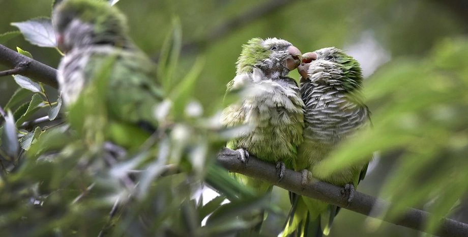 Фото: The Guardian