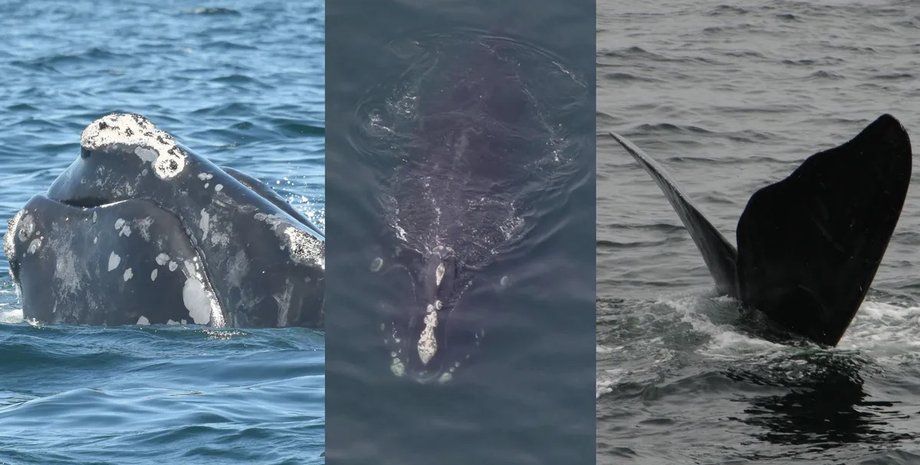 североатлантические киты в океане