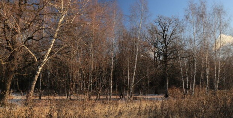 Фото:  PhotoCentra