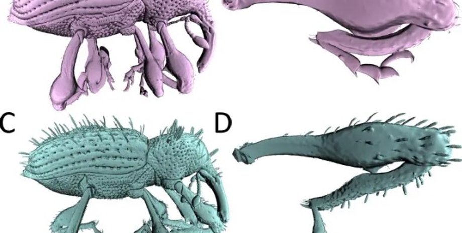 довгоносики, новий вид довгоносиків