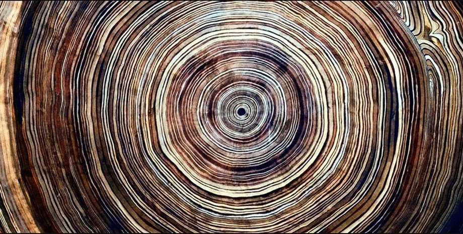 дерево, годичные кольца, годичные кольца история