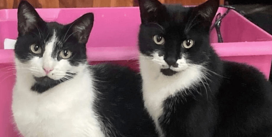 Кошки, кот по кличке Гарри, кот-вор, кот-грабитель, кот ворует вещи,