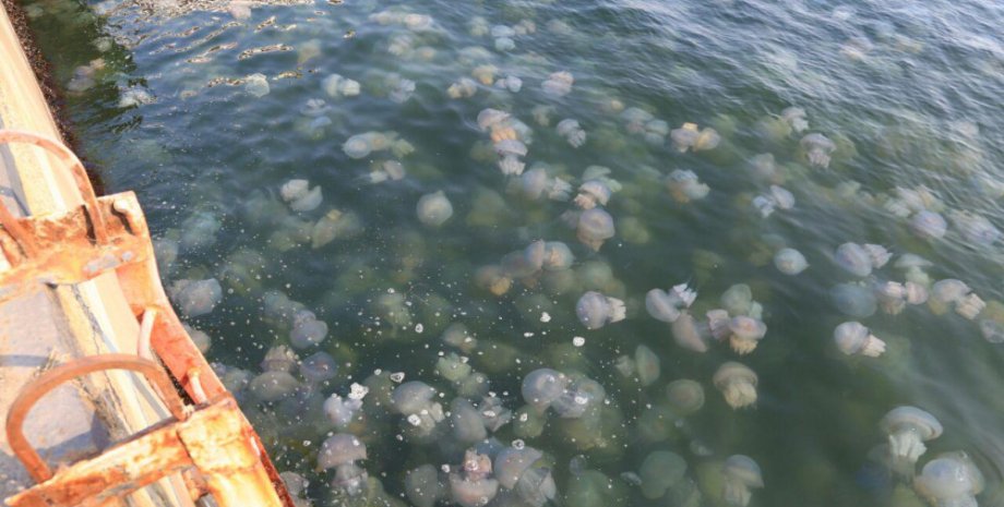Нашествие медуз в Одессе