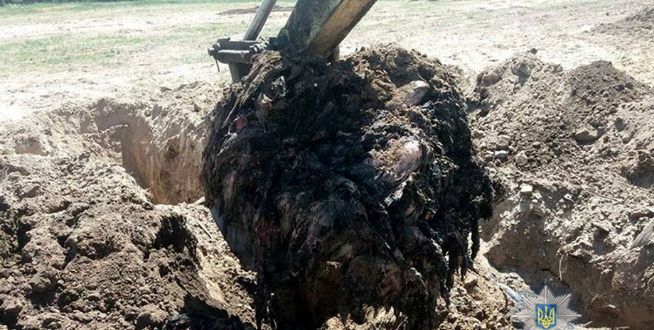 Куриный могильник в Киевской области