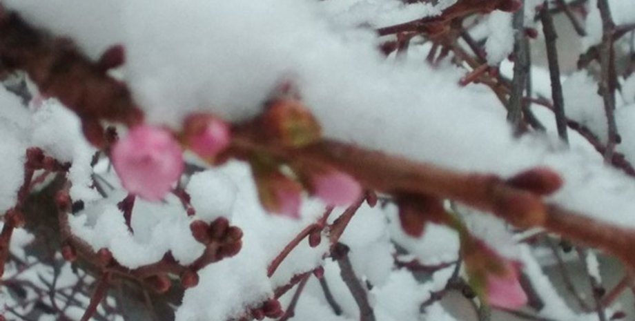 Фото: zakarpatpost.net