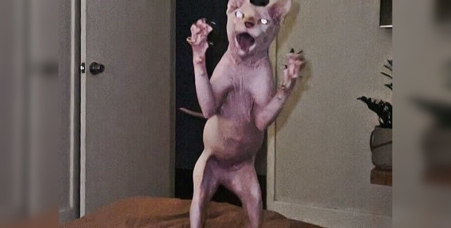 Кішка налякала власників