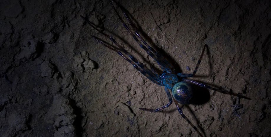 новый пауков-шахтеров