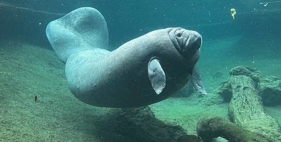 ламантин, ламантин озеро